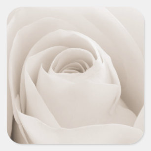 Nah oben von den weißen Rosen-Blumenblättern Quadratischer Aufkleber