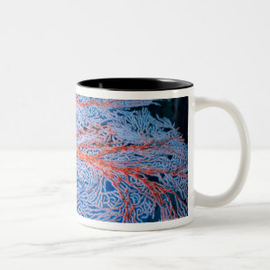 Nah oben von der Koralle, Okinawa, Japan Zweifarbige Tasse