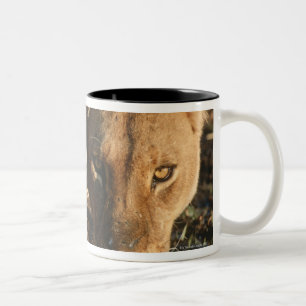 Nah oben von der Löwin (Panthera Löwe) und vom Zweifarbige Tasse