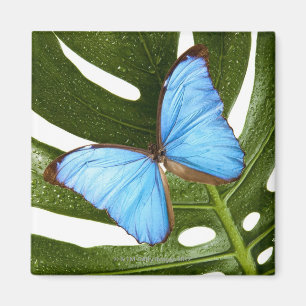 Nah oben von einem blauen Morpho Schmetterling auf Magnet