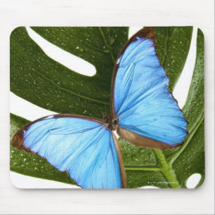 Nah oben von einem blauen Morpho Schmetterling auf Mousepad
