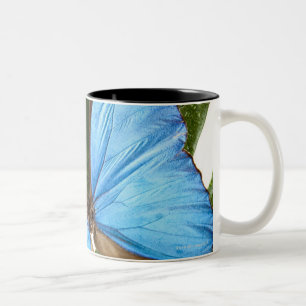 Nah oben von einem blauen Morpho Schmetterling auf Zweifarbige Tasse