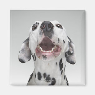 Nah oben von einem Dalmatinerhund Magnet