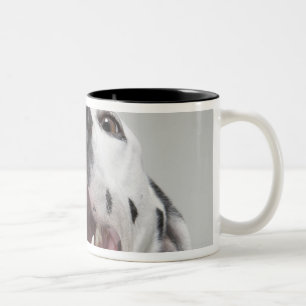 Nah oben von einem Dalmatinerhund Zweifarbige Tasse