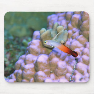 Nah oben von einem Feuerpfeilfisch, Okinawa, Japan Mousepad