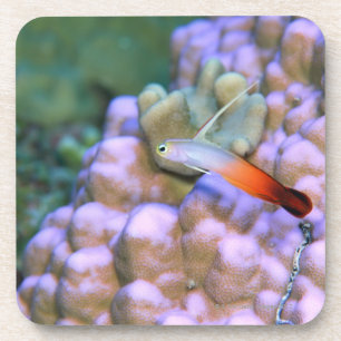 Nah oben von einem Feuerpfeilfisch, Okinawa, Japan Untersetzer