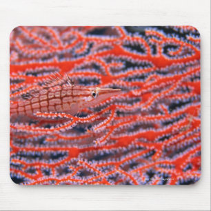 Nah oben von einem langen Nasenfalkefisch, Okinawa Mousepad