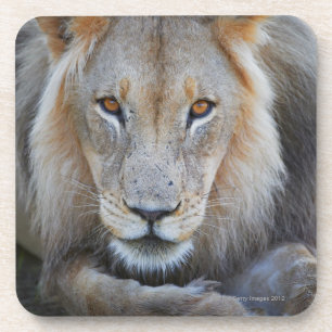 nah oben von einem männlichen Löwe, Panthera Lö Untersetzer