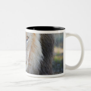 nah oben von einem männlichen Löwe, Panthera Lö Zweifarbige Tasse