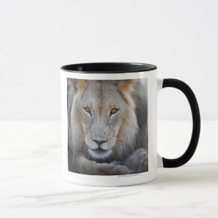 nah oben von einem männlichen Löwe, Panthera Löwe, Tasse