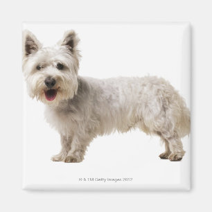 Nah oben von einem Terrier Magnet