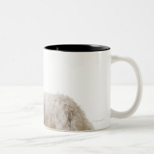 Nah oben von einem Terrier Zweifarbige Tasse