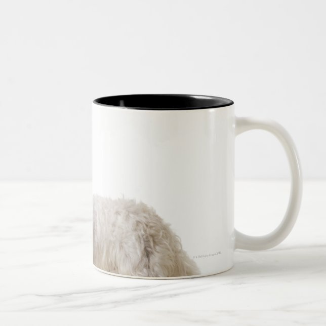 Nah oben von einem Terrier Zweifarbige Tasse (Rechts)