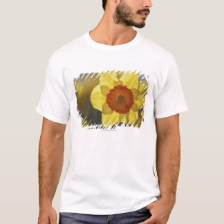 Nah oben von einer gelben/orange Narzisse T-Shirt