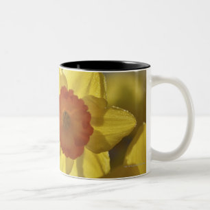Nah oben von einer gelben/orange Narzisse Zweifarbige Tasse