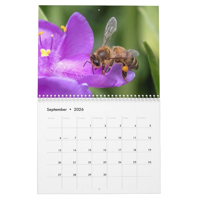 Nah und persönlich mit dem Bienen-Foto Kalender (Sep 2026)