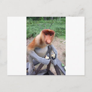 Nah und persönlich mit männlichen Proboscis-Affen Postkarte
