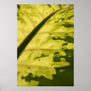 Nah-up Bild der Gepunkteten Dumb Cane Poster