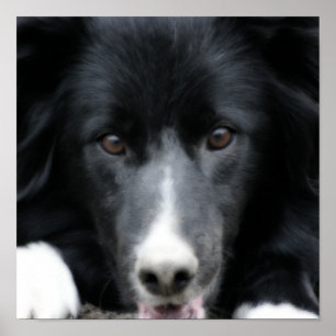 Nah Up Black Border Collie Dog Face Poster