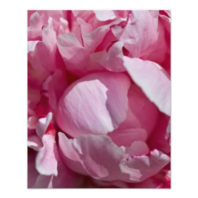 Nah Up Button Peony Blume Fotodruck (Vorne)