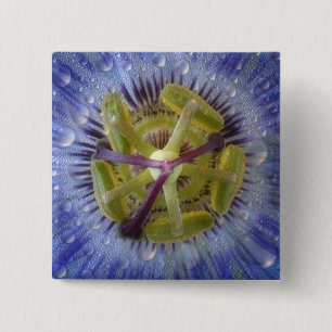 Nah-up der aufgeweckten Leidenschaft Blume. Kredit Button