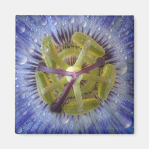 Nah-up der aufgeweckten Leidenschaft Blume. Kredit Magnet