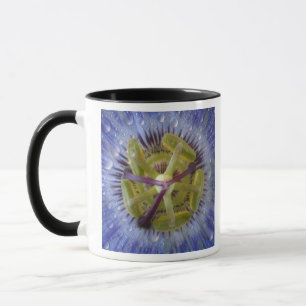 Nah-up der aufgeweckten Leidenschaft Blume. Kredit Tasse