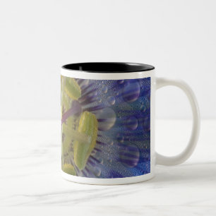 Nah-up der aufgeweckten Leidenschaft Blume. Kredit Zweifarbige Tasse