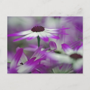 Nah-up der lila Blume, Keukenhof Garden, Postkarte