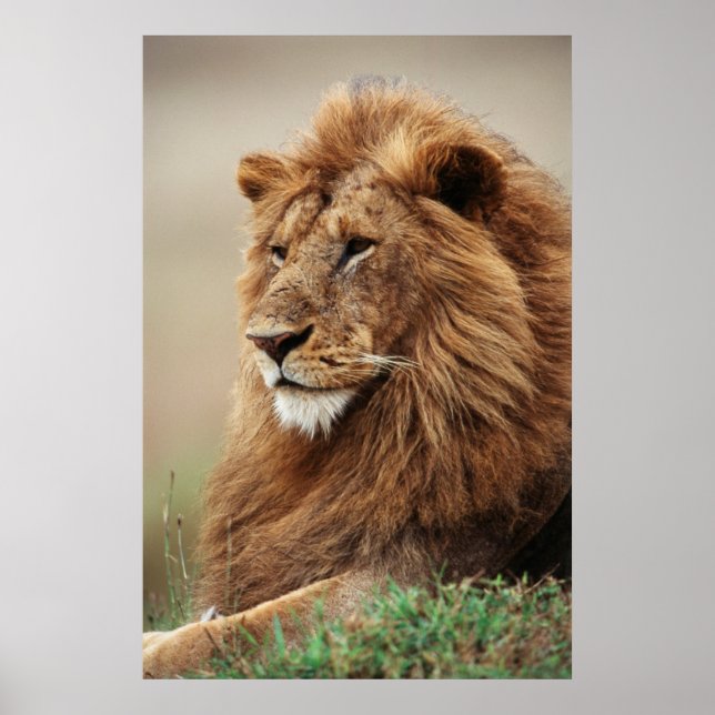 Nah-up der männlichen Löwe Poster (Vorne)