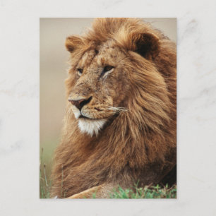 Nah-up der männlichen Löwe Postkarte