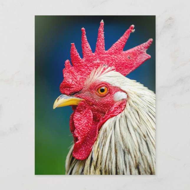 Nah-up-Foto Postkarte (Vorderseite)