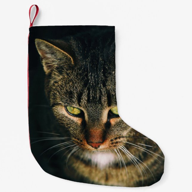 NAH-UP-FOTOGRAFIE DER GRAUTABBY-KATZE KLEINER WEIHNACHTSSTRUMPF (Vorderseite)