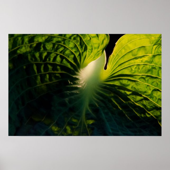 Nah Up Green Hosta Leaf auf Black Poster (Vorne)