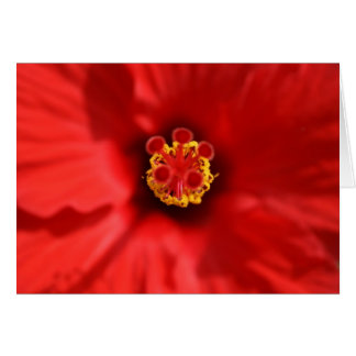 Nah-up-Karte des roten Hibiskus
