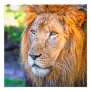 Nah-up Lion Fotodruck