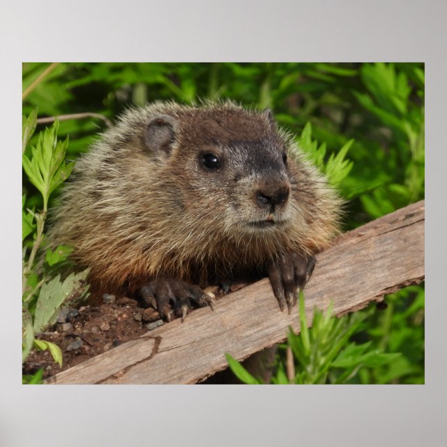Nah Up Niedlich Baby Woodchuck Groundhog Poster (Vorne)