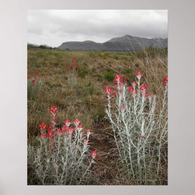 Nah-up of Desert Pflanze, Del Rio, Texas, USA Poster (Vorne)