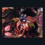 Nah Up Peacock Mantis Shrimp Poster<br><div class="desc">Raja Ampat,  Indonesien</div>