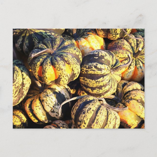 Nah Up Stripey Pumpkins Postkarte (Vorderseite)