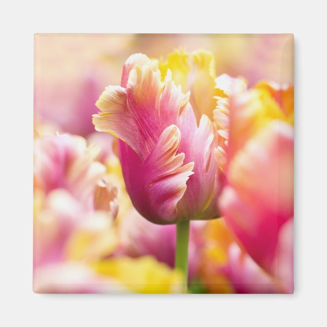 Nah-up-Tulips Magnet (Vorne)
