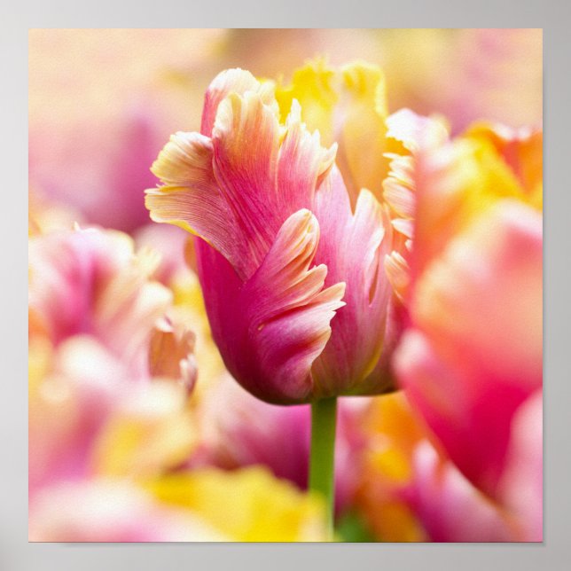 Nah-up-Tulips Poster (Vorne)