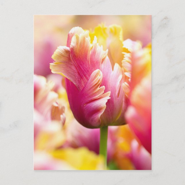 Nah-up-Tulips Postkarte (Vorderseite)