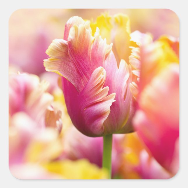 Nah-up-Tulips Quadratischer Aufkleber (Vorderseite)