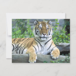 Nah-up Vibrant Tiger Postkarte