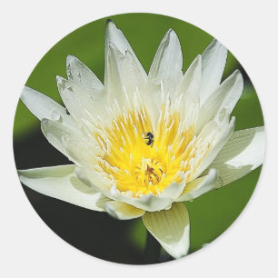 Nah-up White Water Lily Blume und Bienenkleber Runder Aufkleber