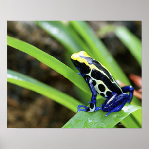 Nahaufnahme Costa Rican Kobalt-des färbenden Poster
