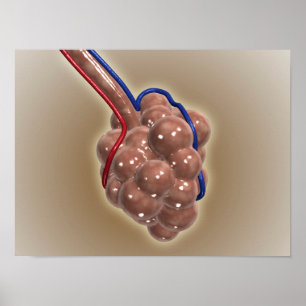 Nahaufnahme der Alveole Poster