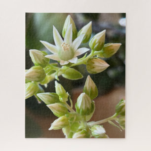 Nahaufnahme der Blüten von Haworths Aeonium