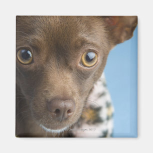 Nahaufnahme der Chihuahua mit Pelzkragen Magnet